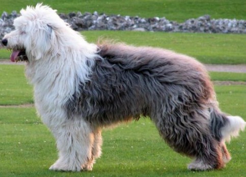 English Ancient Shepherd Dog