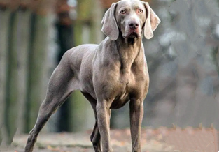 Weimaraner