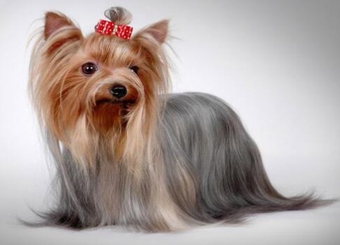 Yorkshire Terrier