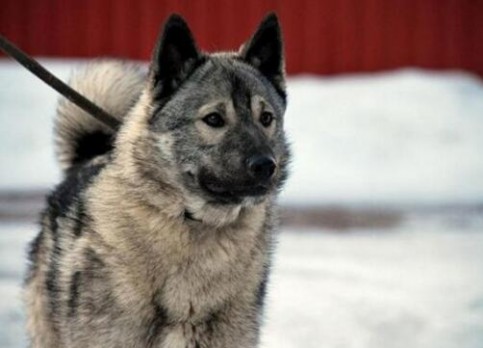 Norwegian Elkhound