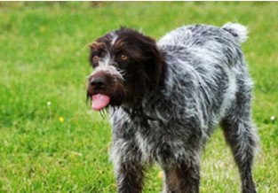 Wirehaired Griffon Vendeen