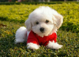 Bichon