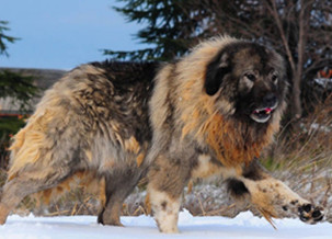 Caucasian Shepherd Dog