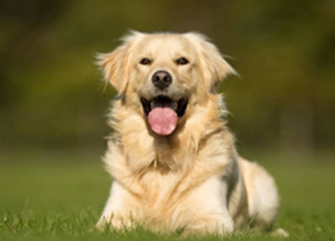 Golden Retriever