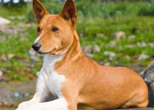 Basenji Dog