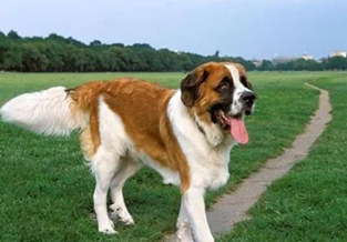 St. Bernard