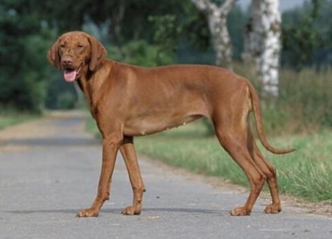 Hungarian Vizsla