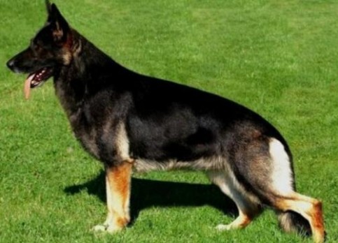 East German Shepherd