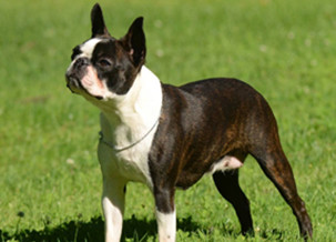 Boston Terrier