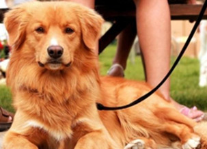 Nova Scotia Duck Tolling Retriever