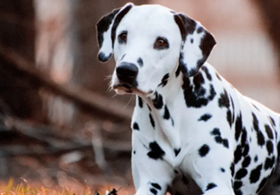 Dalmatian