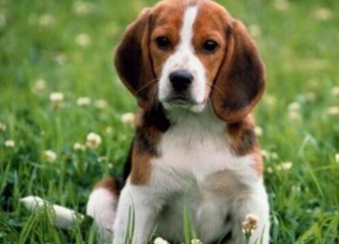 Beagle