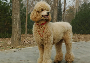 Giant Poodle