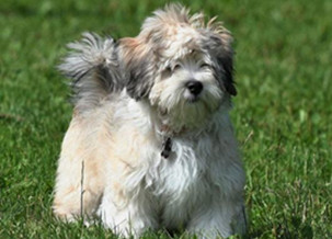 Havanese