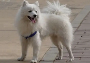 American Eskimo Dog