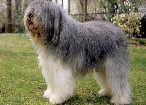 Polish Lowland Sheepdog