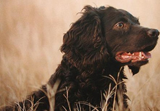 Boykin Spaniel