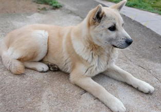 Chinese Rural Dog