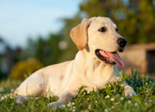 Labrador Retriever