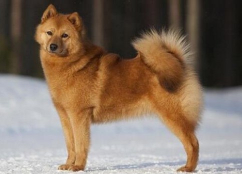 Finnish Spitz