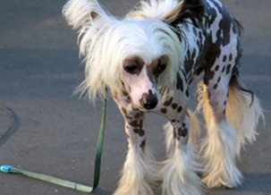 Chinese Crested Dog