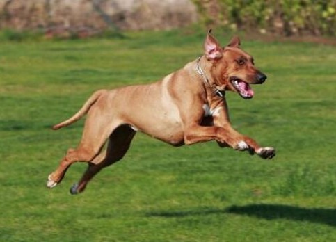 Rhodesian Ridgeback