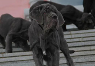 Neapolitan Mastiff