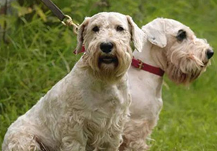 Silky Terrier