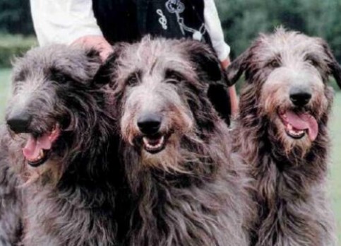 Scottish Deerhound