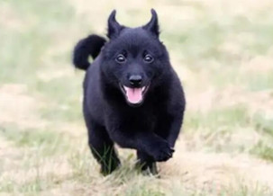 Schipperke