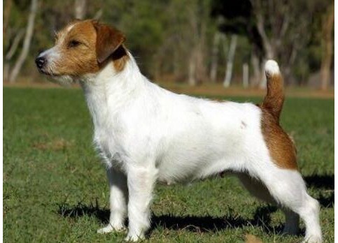 Jack Russell Terrier