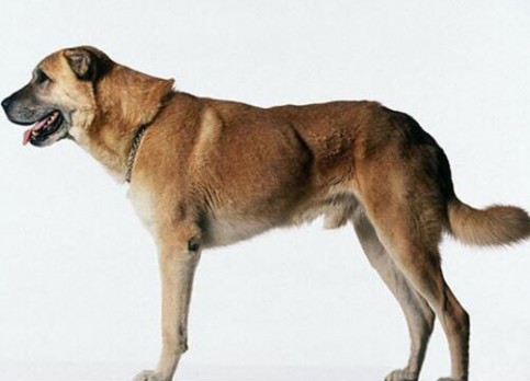 Anatolian Shepherd Dog