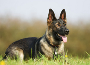 German Shepherd