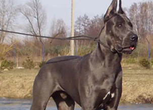 Great Dane