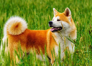 Akita Inu