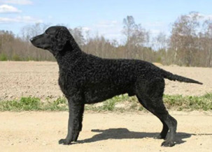 Curly-Coated Retriever