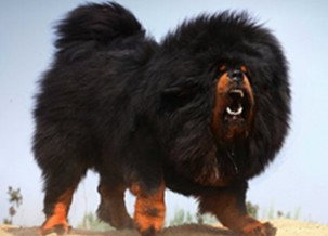 Tibetan Mastiff