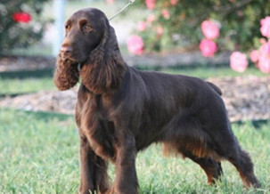 Field Spaniel