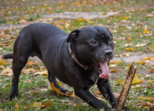 Staffordshire Bull Terrier