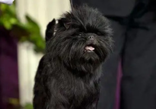 Affenpinscher