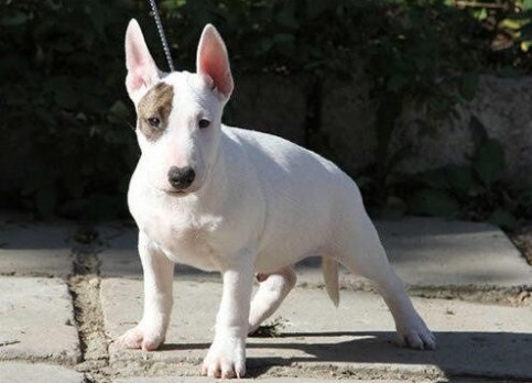 Miniature Bull Terrier