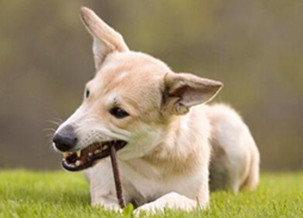 Cardigan Corgi