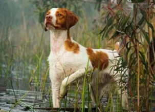 Brittany Spaniel