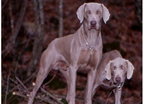 Weimaraner