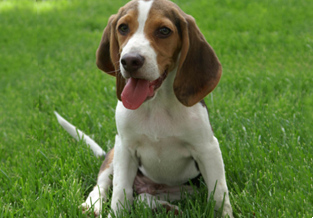 Beagle