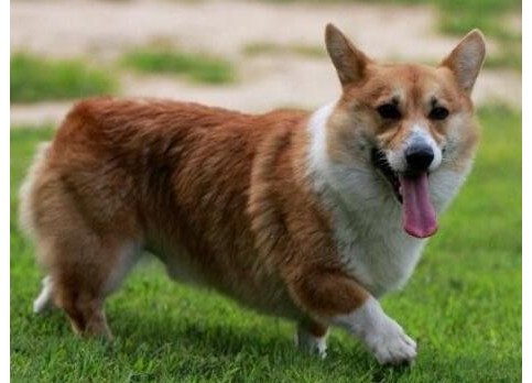 Cardigan Welsh Corgi