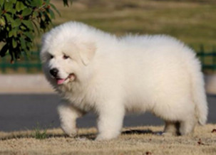 Great Pyrenees