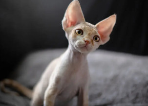 Devon Rex