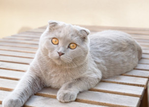 Scottish Fold