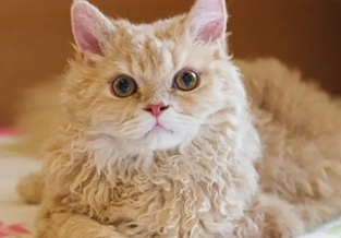 Selkirk Rex